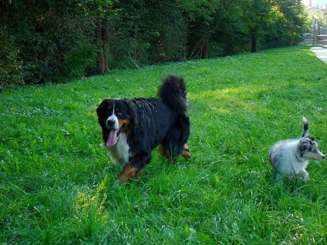 Taj, Phoebe in Flora - 17.9.2008 - foto