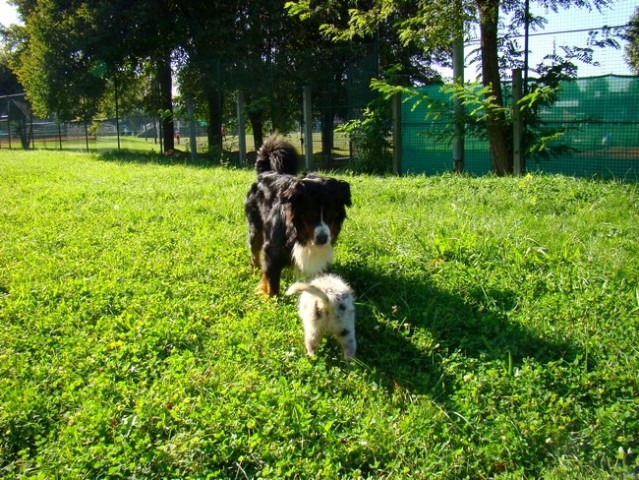 Taj, Phoebe in Flora - 17.9.2008 - foto