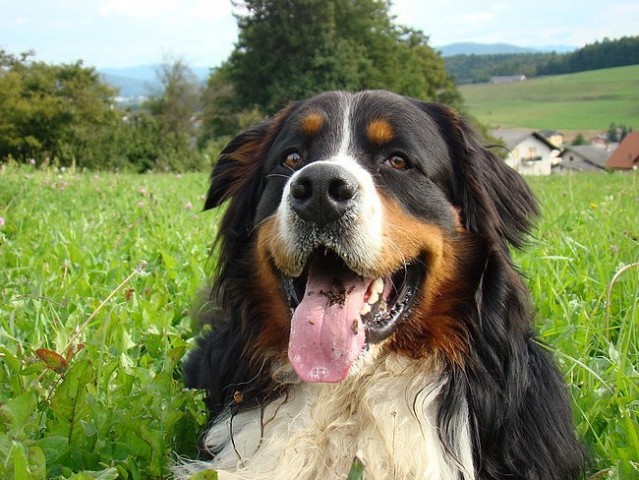 Taj - Šmarje - 21.9.2008 - foto