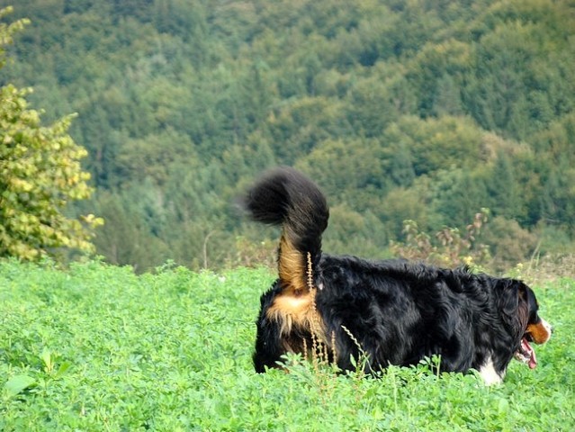 Taj - Šmarje - 21.9.2008 - foto