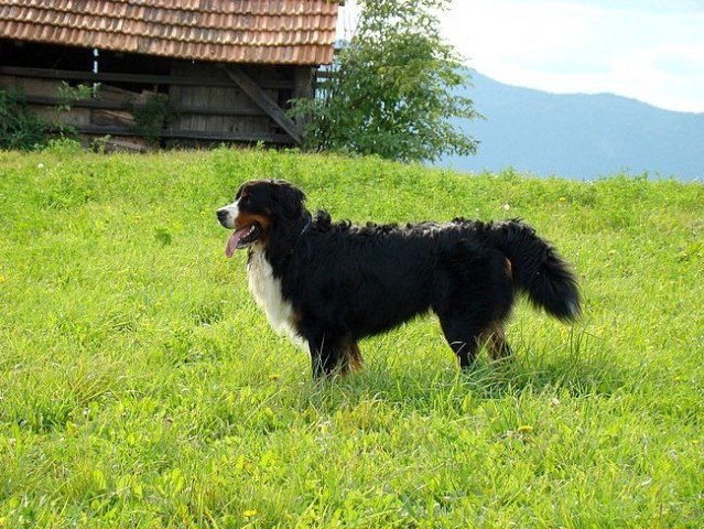 Taj - Šmarje - 21.9.2008 - foto