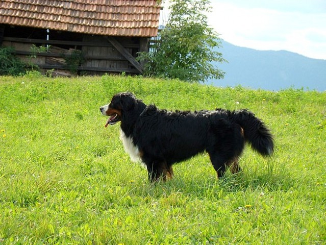 Taj - Šmarje - 21.9.2008 - foto