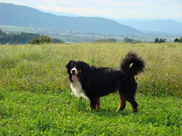 Taj - Šmarje - 21.9.2008 - foto