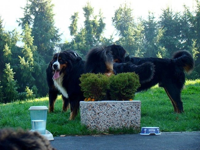 Sestanek-piknik društva PILBPP - Janče - 11.1 - foto