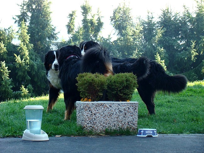 Sestanek-piknik društva PILBPP - Janče - 11.1 - foto povečava