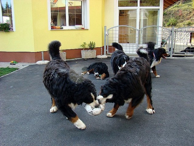 Sestanek-piknik društva PILBPP - Janče - 11.1 - foto