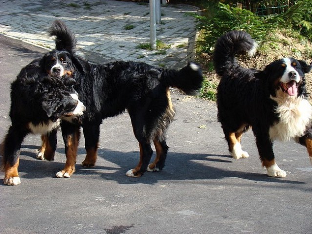 Sestanek-piknik društva PILBPP - Janče - 11.1 - foto