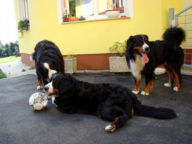 Sestanek-piknik društva PILBPP - Janče - 11.1 - foto