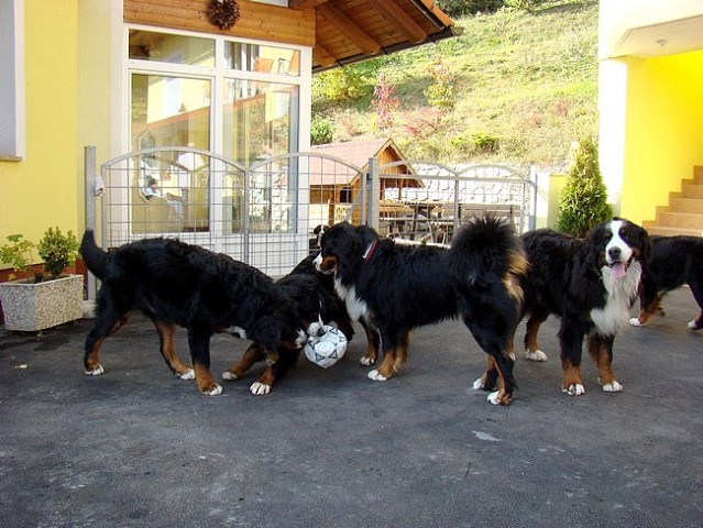 Sestanek-piknik društva PILBPP - Janče - 11.1 - foto