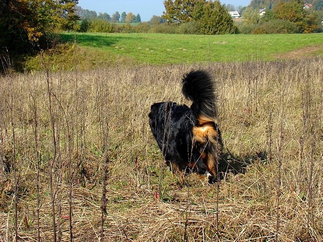 Sprehod - 12.10.2008 - foto povečava