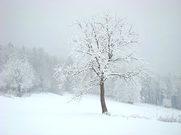 Sneeeg - 29.11.2008 - foto povečava