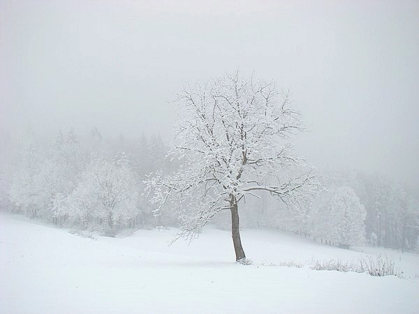 Sneeeg - 29.11.2008 - foto povečava