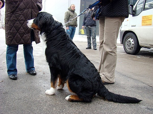 CACIB Ljubljana, 17.1.2009 - foto