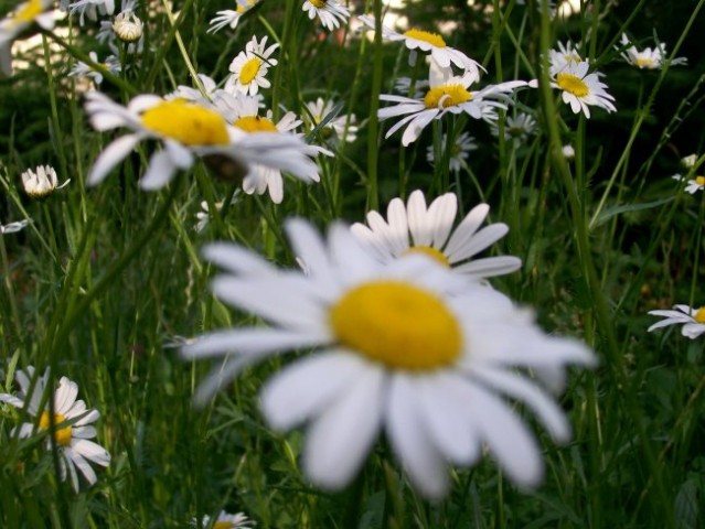 FlowerS - foto