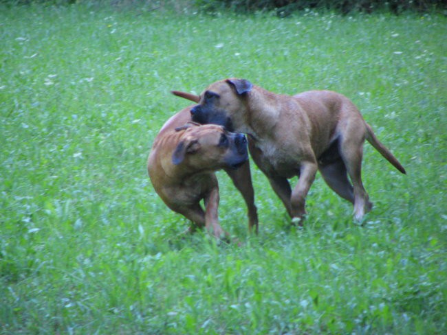 Astor & maša - kopanje - foto povečava