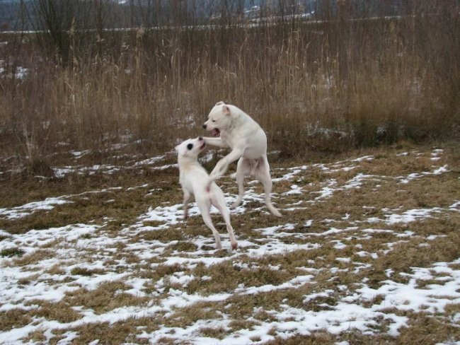 Guaimi Vom Knausserwald - foto povečava