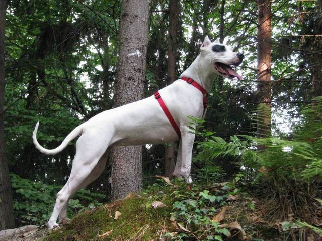 Guaimi Vom Knausserwald - foto