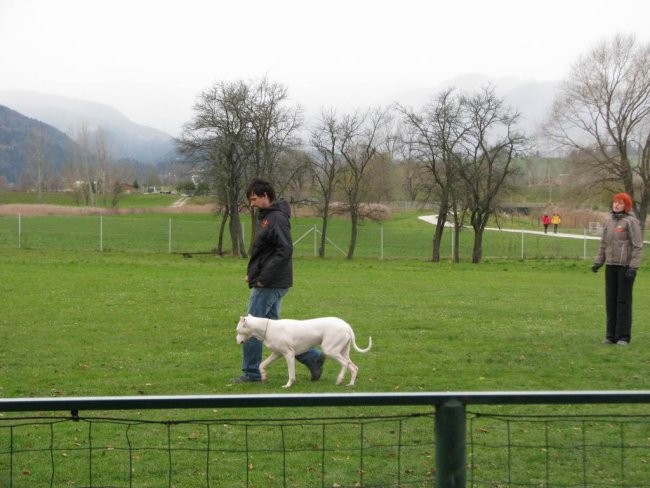 Guaimi Vom Knausserwald - foto povečava