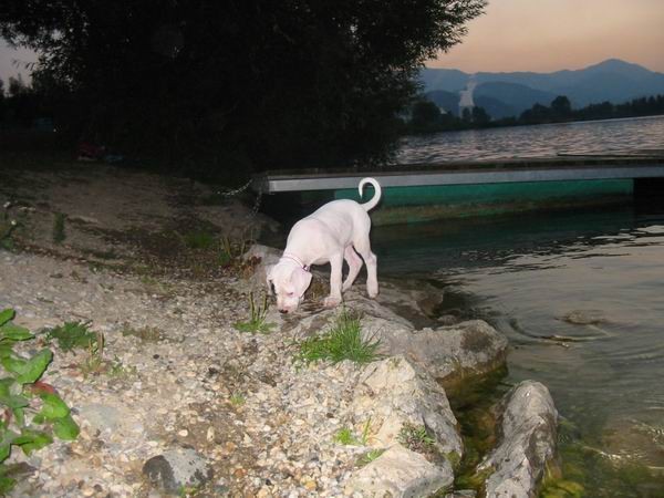 Guaimi Vom Knausserwald - foto povečava