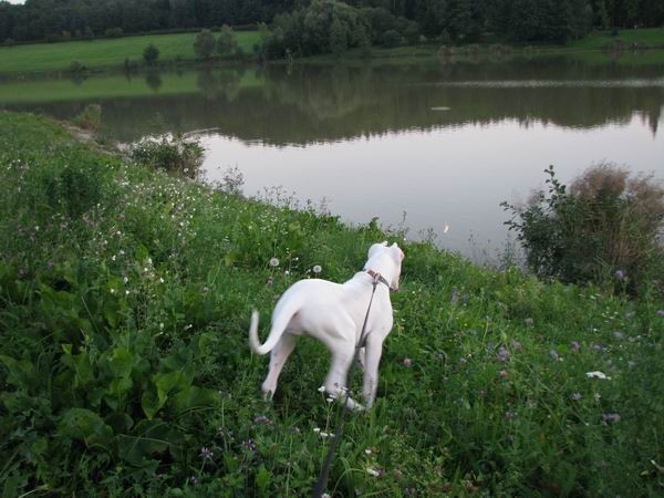 Guaimi Vom Knausserwald - foto povečava