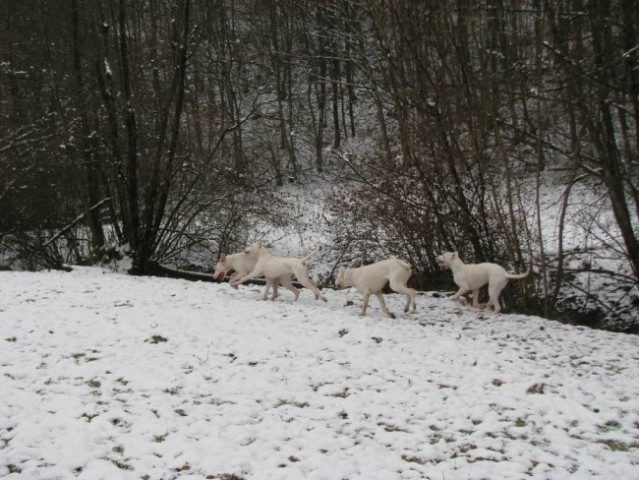 Začasna - foto