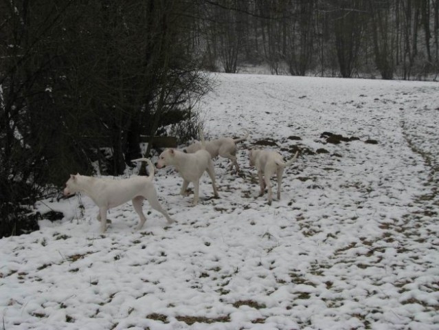 Začasna - foto