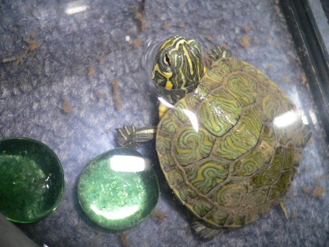 Zivalce - foto povečava