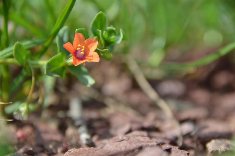 LaVerje2013 - foto povečava