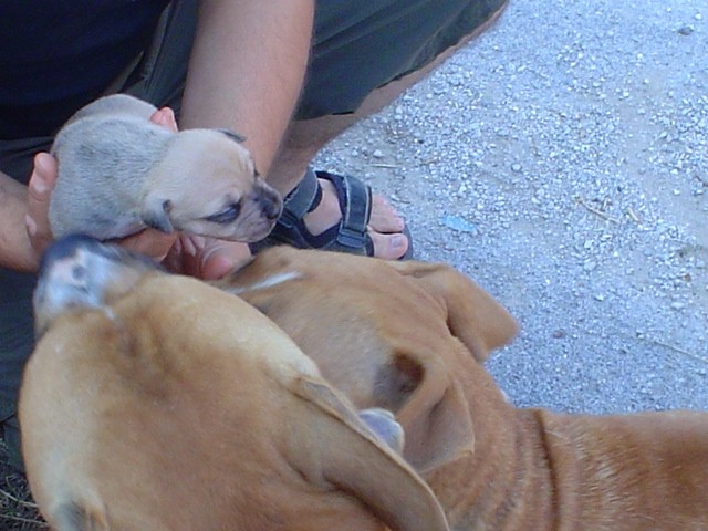 Gill Jr.+Gill Sr.+Sky(polbrat)