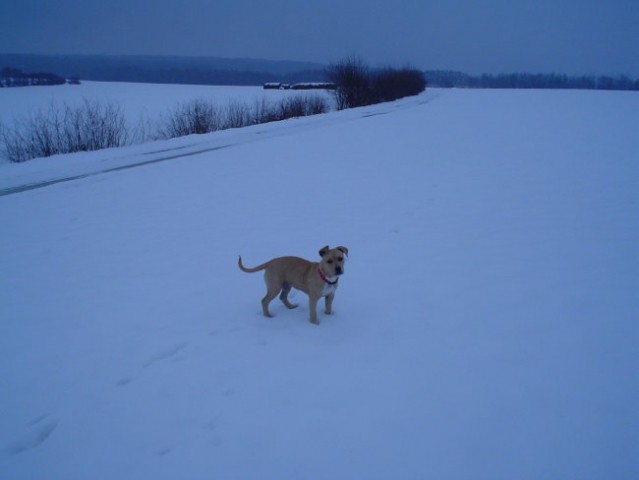 Gill4. - foto