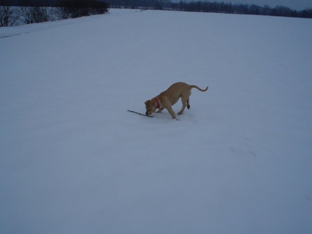 Gill4. - foto