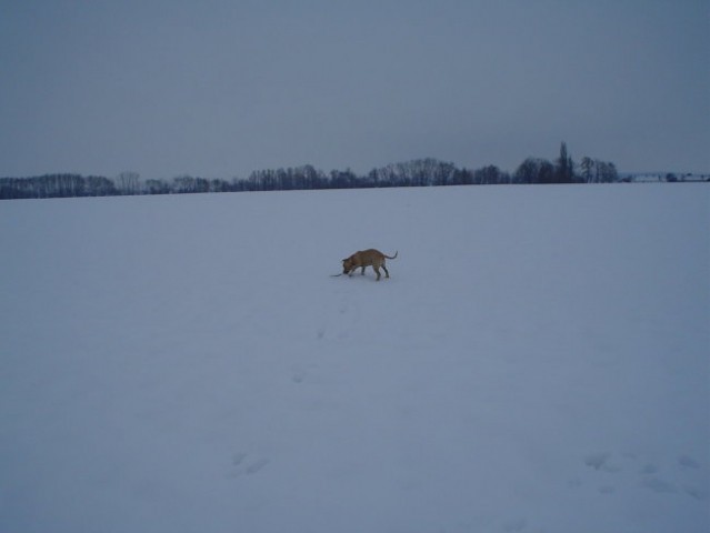 Gill4. - foto