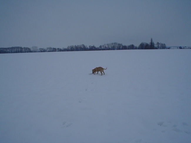 Gill4. - foto povečava