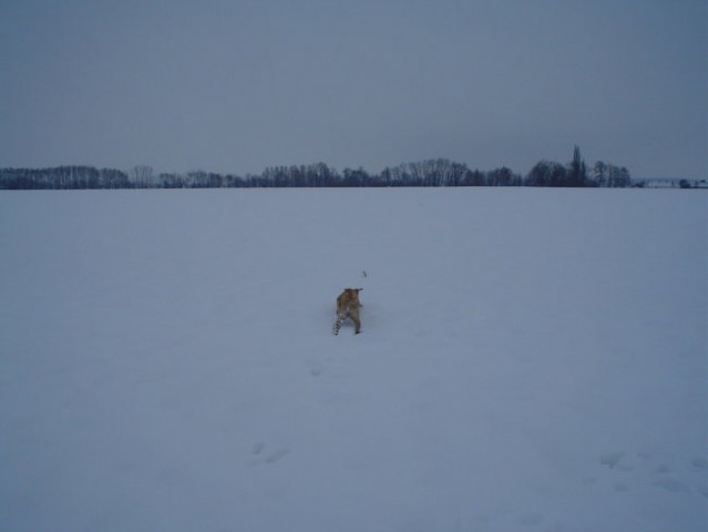 Gill4. - foto