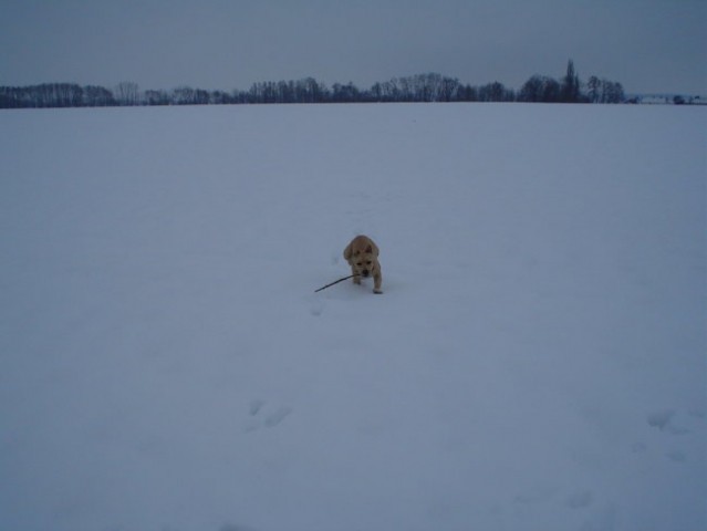 Gill4. - foto