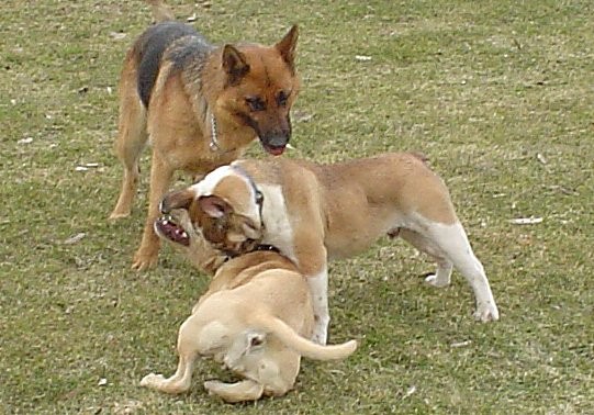 Gill, Buggy, Roxi - foto