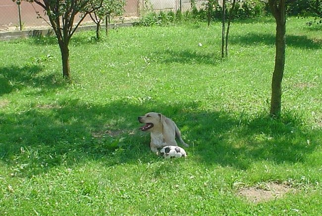 18.07.2006 - foto povečava