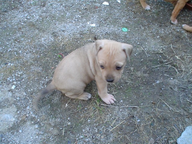 APBT