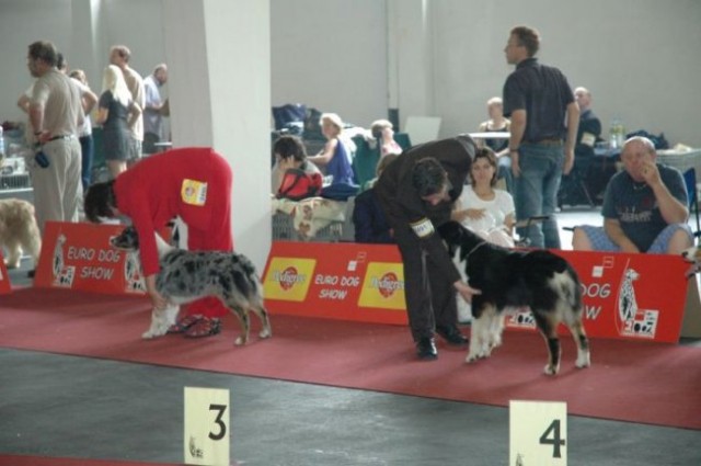 Euro Dog Show 2007 - Zagreb (8.6.2007) - foto