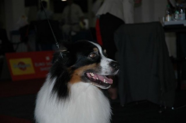 Euro Dog Show 2007 - Zagreb (8.6.2007) - foto