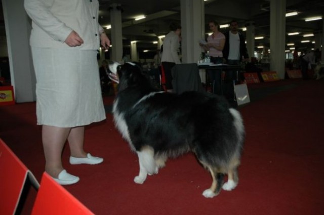 Euro Dog Show 2007 - Zagreb (8.6.2007) - foto