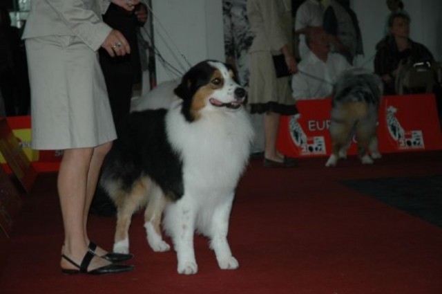 Euro Dog Show 2007 - Zagreb (8.6.2007) - foto