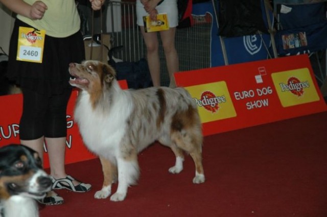 Euro Dog Show 2007 - Zagreb (8.6.2007) - foto