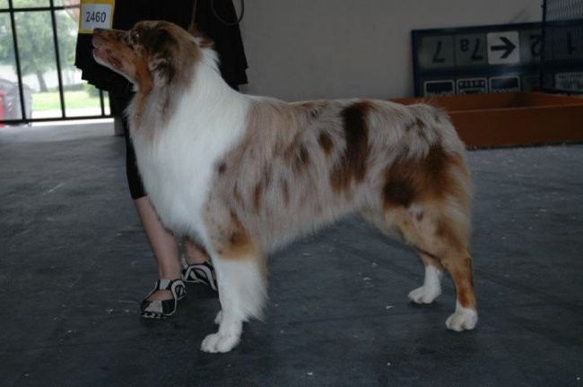 Euro Dog Show 2007 - Zagreb (8.6.2007) - foto povečava