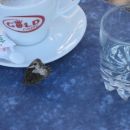 tale metuljček se je odločil za kavo
