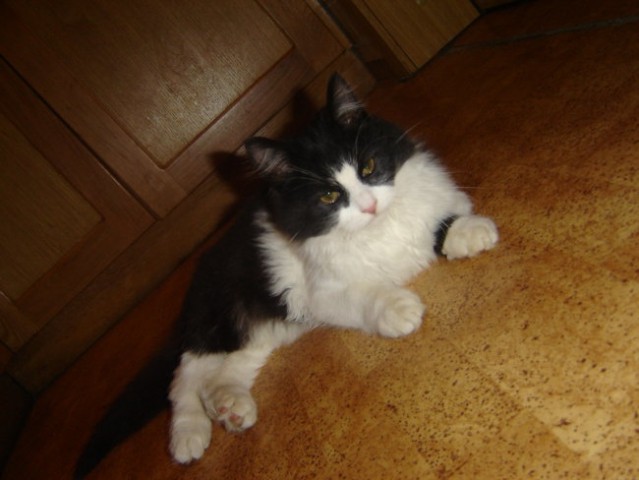 Tomi - foto