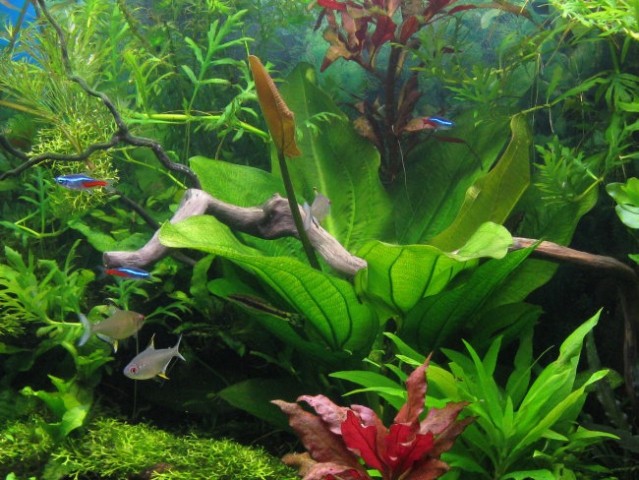 Akvarij - foto