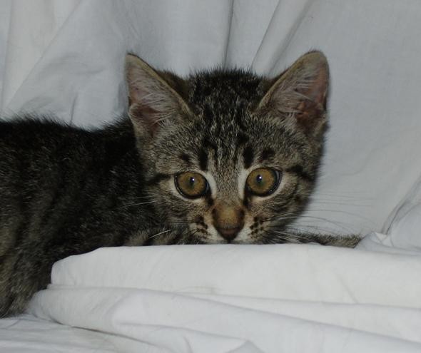 Mucka - foto povečava