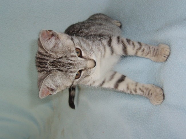 Mucica je podobna tisti za reklamo Whiskas ... 