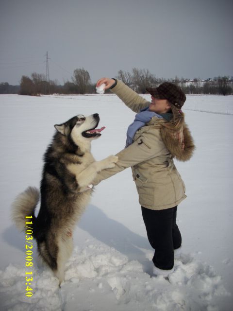 CASPER THE ALASKAN SNOWFLAKE - foto